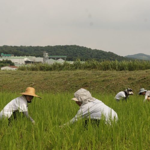 [리뷰] 농가행 홍성 자연재배 벼농사 셔틀 Vol.3 풀베기