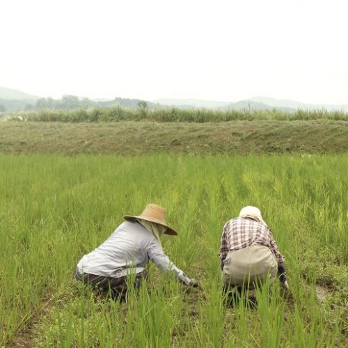 [리뷰] 홍성 자연재배 벼농사 셔틀 Vol.3 자연재배 풀베기-두 번째