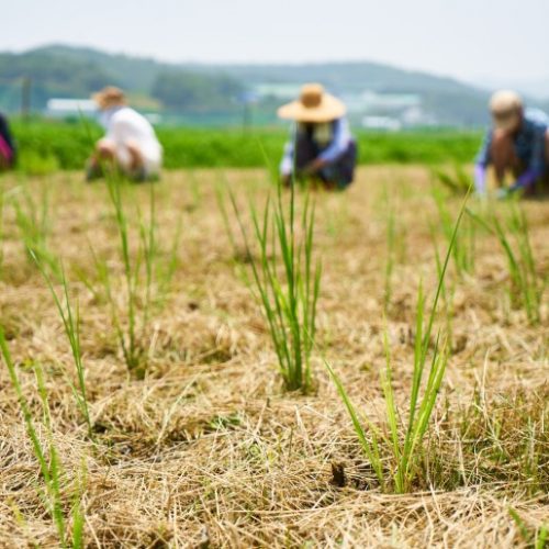 [리뷰] 농가행 홍성 자연재배 벼농사 셔틀 Vol.1 모내기 후기_”풀과 벌레와 함께 한 모내기”