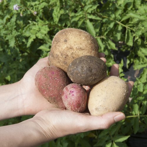 다양한 감자를 키우고 씨앗을 이어가는 ‘핑크세레스’ 농가방문
